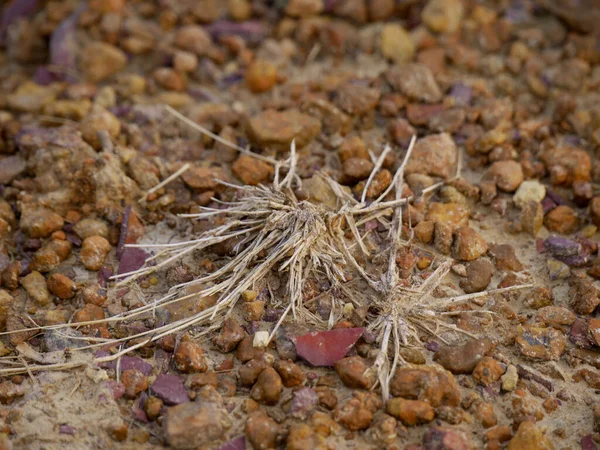 Trockenes Gras Wächst Sommer Auf Dem Steinfeld — Stockfoto