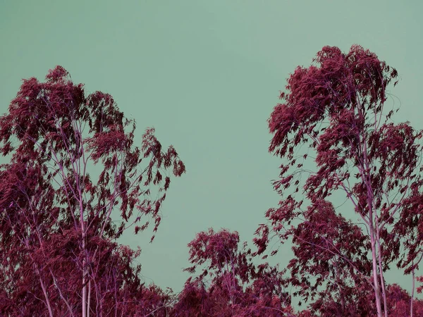 Belo Eucalipto Cor Rosa Árvore Natureza Céu Fundo Para Uso — Fotografia de Stock
