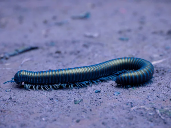 Full Frame Long Millipede Worm Running Soil Field Wildlife Creature — Stock Photo, Image