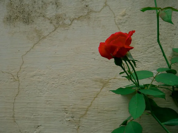 Rojo Asiático Hermosa Rosa Presentado Borroso Blanco Fondo Pared — Foto de Stock