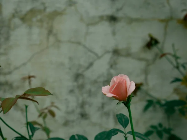 Ροζ Χρώμα Μονόχρωμο Τριαντάφυλλο Που Παρουσιάζονται Λευκό Φόντο Θολό Τοίχο — Φωτογραφία Αρχείου
