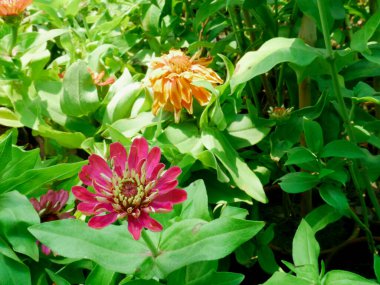 Papatya pembesi çiçeğinin doğal bahçe tarlasında yakın plan çekimi, ticari kullanım için doğa güzelliği.