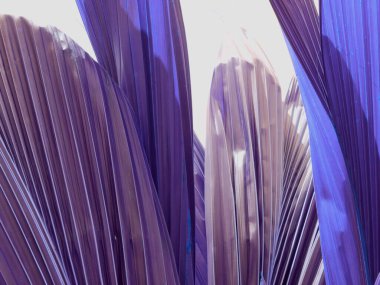 Uzun yaprak dokusunun Hint çeşitliliği, ticari kullanım için doğa güzelliği.