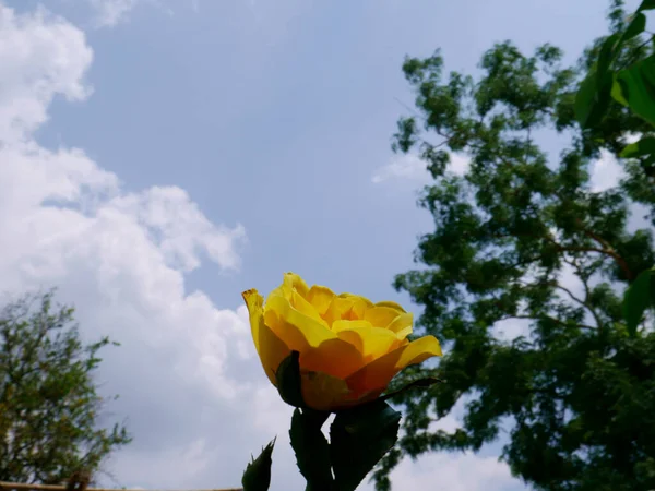 Increíble Flor Color Amarillo Presentado Fondo Del Cielo Con Desenfoque — Foto de Stock