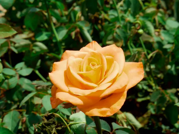 Indian Rose Amarillo Sol Luz Flor Primer Plano Tiro Campo — Foto de Stock