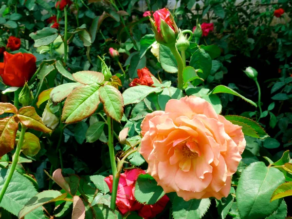 Rosa Color Naranja Flor Exhibida Hermoso Campo Del Parque Imagen —  Fotos de Stock