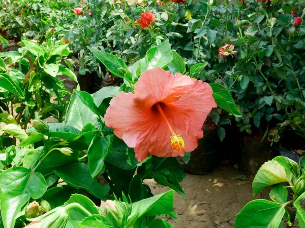 Hibiscus Couleur Orange Fleur Gros Plan Champ Jardin Indien Image — Photo