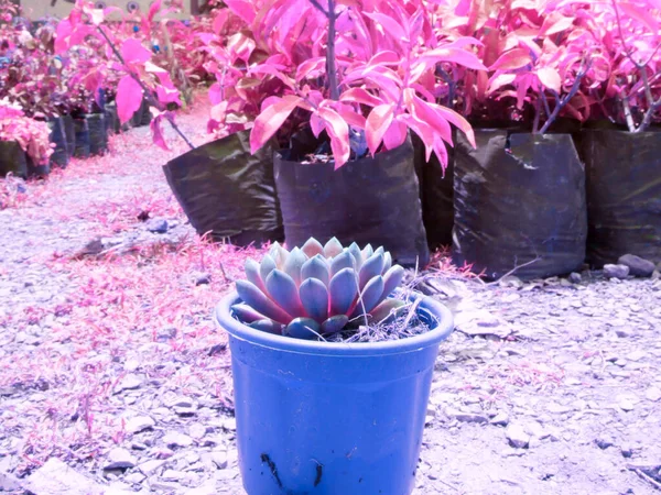 Einsamer Kakteentopf Asiatischen Garten Präsentiert Schönheitsbild Der Natur Für Den — Stockfoto