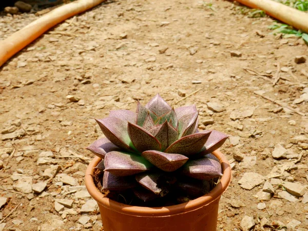 Indischer Kaktus Wächst Auf Plastiktopf Auf Steinoberfläche Präsentiert Schönheitsbild Der — Stockfoto