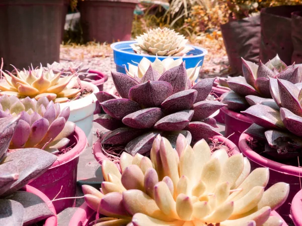 Múltiples Macetas Cactus Presentadas Jardín Asiático Imagen Belleza Naturaleza Para —  Fotos de Stock