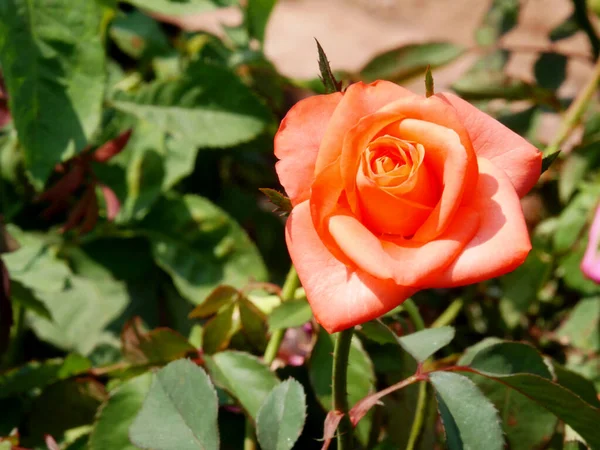 Rosa Asiática Color Naranja Primer Plano Tiro Campo Jardín Natural — Foto de Stock