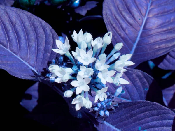 Mogra Fleurs Image Sur Cadre Central Avec Fond Feuilles Violettes — Photo