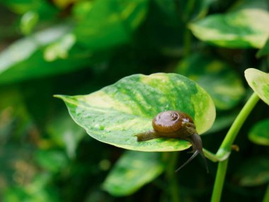 Su böceği kan emici yaratık doğal bahar mevsiminde yeşil yaprağa tırmanıyor..