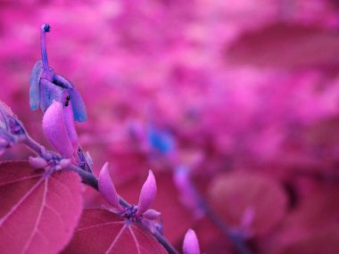 Çiçekler bitki üstüne karınca görüntüsü, Görüntü doğal mor arkaplan.