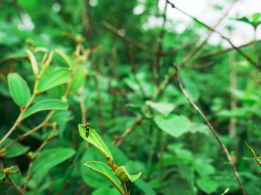 Yeşil yapraklar üzerinde sunulan Asya böceği doğal arka plan, vahşi yaşam ticari görüntü.