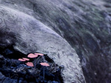 Ağaç gövdesinde büyüyen küçük mor bitki, doğal çevreye sahip ahşap doku..