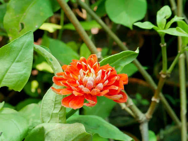自然背景画像のためのオレンジの色デイジー花のクローズアップビュー — ストック写真
