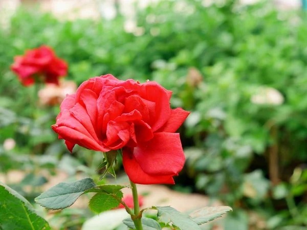 Color Rojo Flor Rosa Increíble Presentado Fondo Del Jardín Con — Foto de Stock