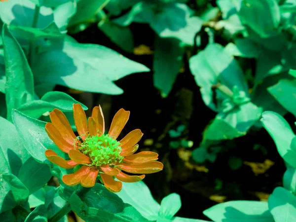 Pojedynczy Stokrotka Kwiat Zbliżenie Strzał Dla Naturalnego Obrazu Tła — Zdjęcie stockowe