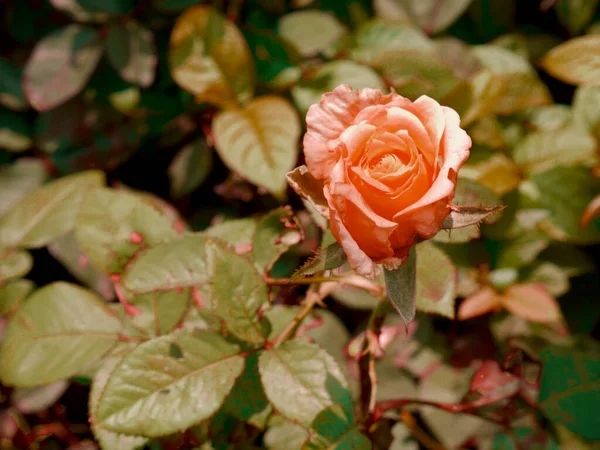 Vista Flor Rosa Única Para Imagen Fondo Natural — Foto de Stock