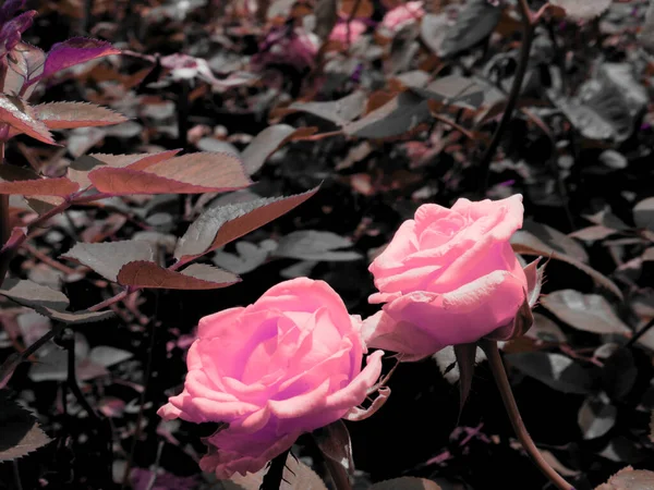 Två Vackra Ros Blomma Presenteras Med Blad Asiatisk Trädgård Bakgrund — Stockfoto
