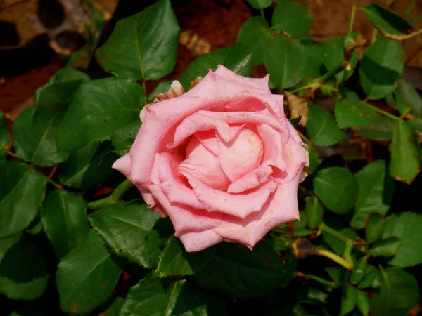 Color Rosa Rosa Flor Que Muestra Hojas Verdes Fondo Del — Foto de Stock