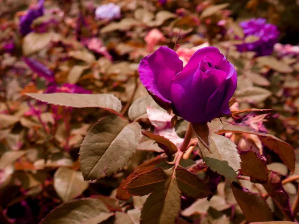 Púrpura Rosa Flor Presentado Con Hojas Asiático Jardín Fondo — Foto de Stock