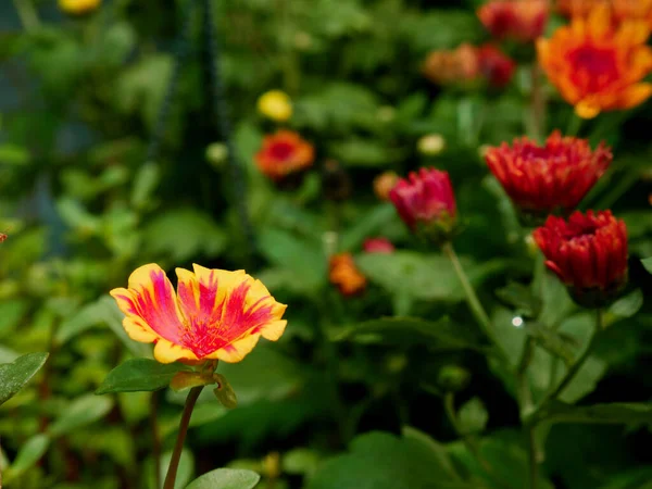 Multicolor flower presented with leaves at indian garden background.