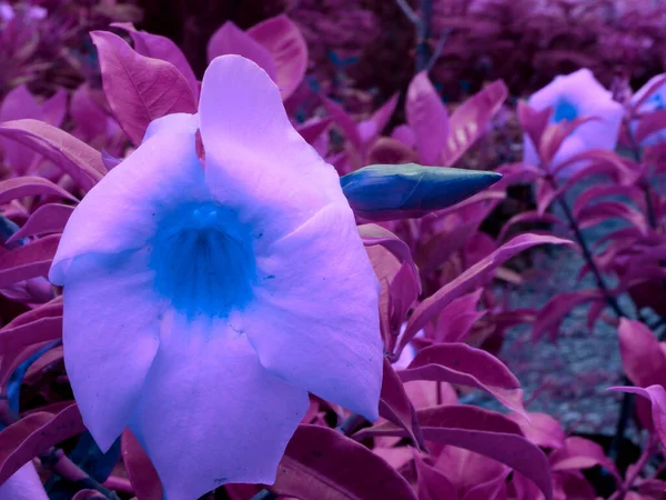 Variedad Asiática Color Azulado Flor Temporada Presentado Con Hojas Fondo — Foto de Stock