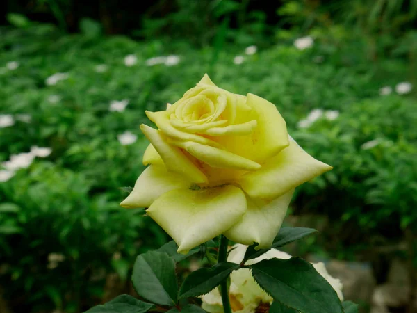 Rosa Amarilla Vista Flores Alrededor Hojas Verdes Fondo Del Parque — Foto de Stock