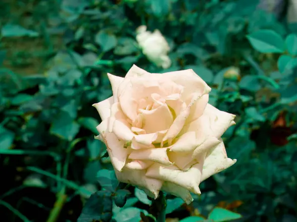 Color Crema Flor Una Sola Rosa Presentado Con Hojas Verdes — Foto de Stock