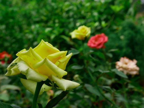 Flor Amarillenta Una Sola Rosa Presentada Con Hojas Verdes Sobre — Foto de Stock