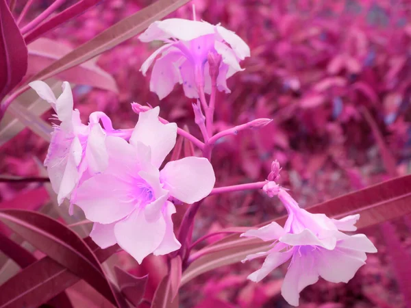 Multiple flowers presented at purple leaves blur background.