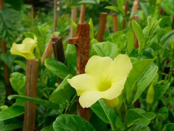 Alamanda Varietà Vista Del Fiore Indiano Intorno Legno Bastone Supporto — Foto Stock