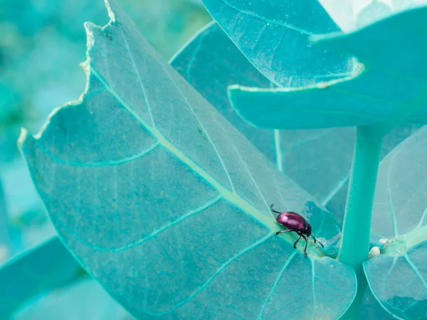 绿松石叶上的甲虫景观 园地上的残叶 — 图库照片