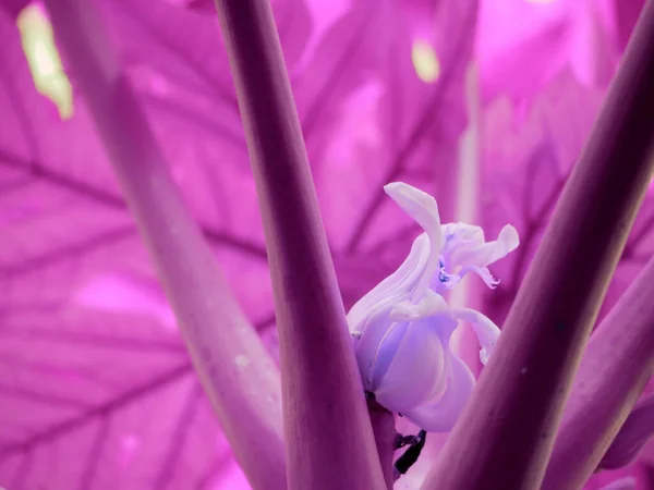 Цветочные Папайя Естественный Вид Фиолетовыми Листьями Натуральный Выстрел — стоковое фото