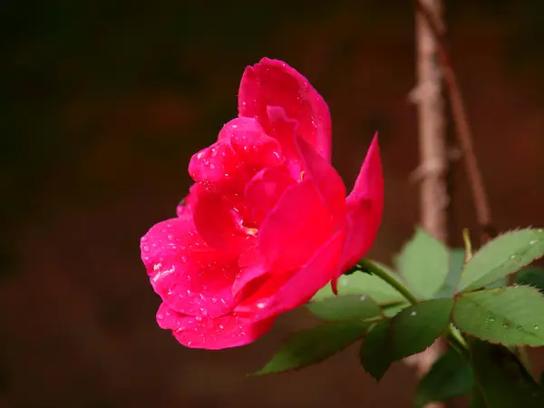 Foto Primer Plano Una Rosa Roja Con Gota Agua Durante — Foto de Stock