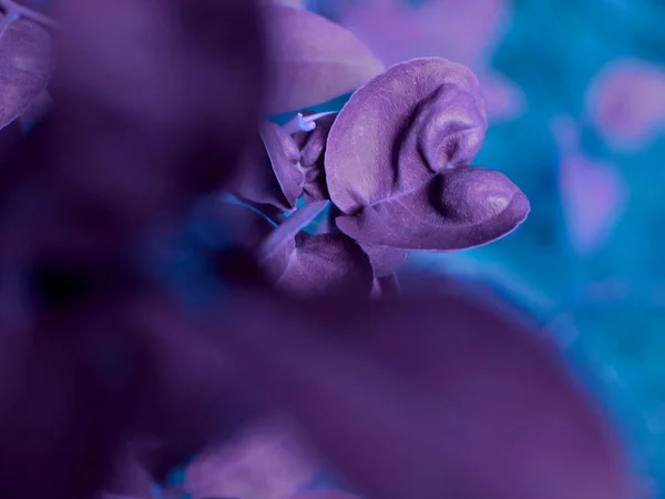 Heart Shape Purple Color Leaf Focus Blur Leaves Shot — Stock Photo, Image