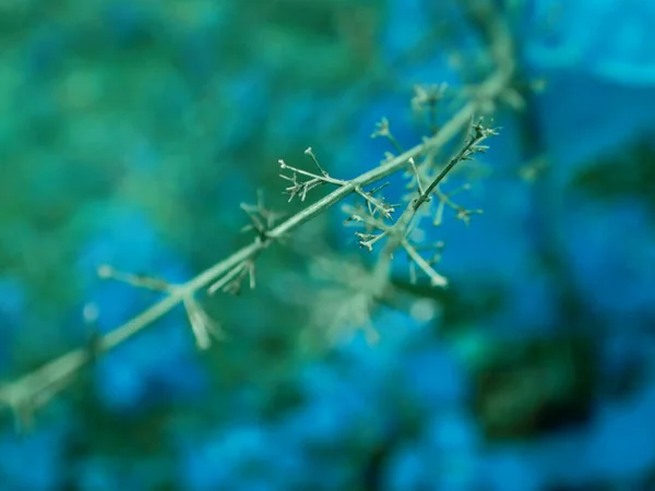Wooden Stick Thorn Plant Focus Turquoise Color Blur Leaves Natural — Stock Photo, Image