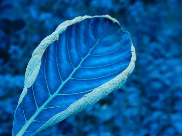 Single Leaf Blue Color Isolate Blur Leaves Field Nature Commercial — Stock Photo, Image