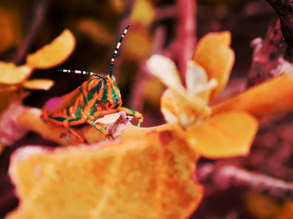 在黄叶 野生昆虫生活方式之间祈祷的螳螂生物 — 图库照片