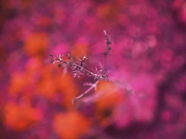 Planta Madeira Closeup Sem Folhas Imagem Fundo Roxo Natural — Fotografia de Stock