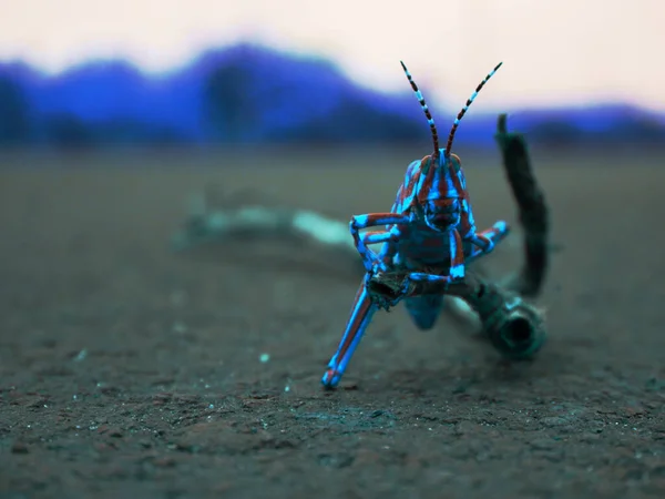 Asiatique Prière Mantis Créature Assis Sur Bâton Bois Sur Route — Photo