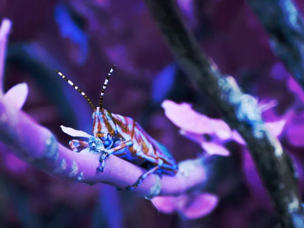 坐在树枝上的螳螂生物 野生动物昆虫的生活方式 — 图库照片