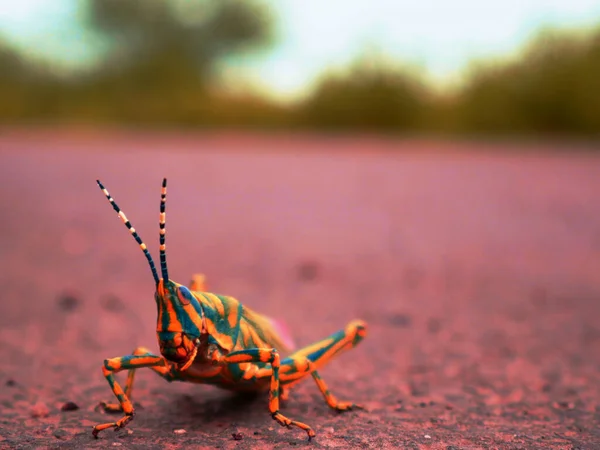 亚洲蚱蜢介绍了混凝土田里模糊的自然背景 野生昆虫生活方式的概念形象 — 图库照片