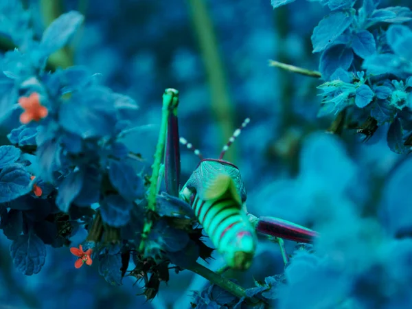 蚱蜢进入花卉种植 野生动物昆虫生活方式的概念形象 — 图库照片