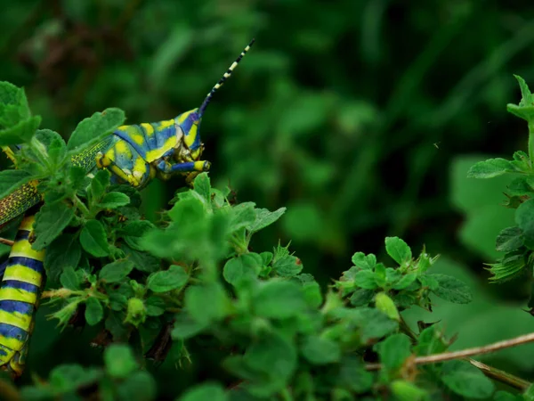以绿叶背景 野生昆虫生活方式概念形象呈现的印度蚱蜢品种 — 图库照片