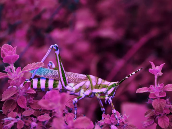 以紫叶为背景的森林蚱蜢 野生动物昆虫生活方式的概念形象 — 图库照片