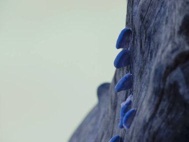 Mavimsi termit yuvası ağaç gövdesinde sunuluyor..