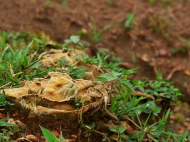 Toprak tarlasında yatan kirli giysiler, doğa kirliliği konsepti.